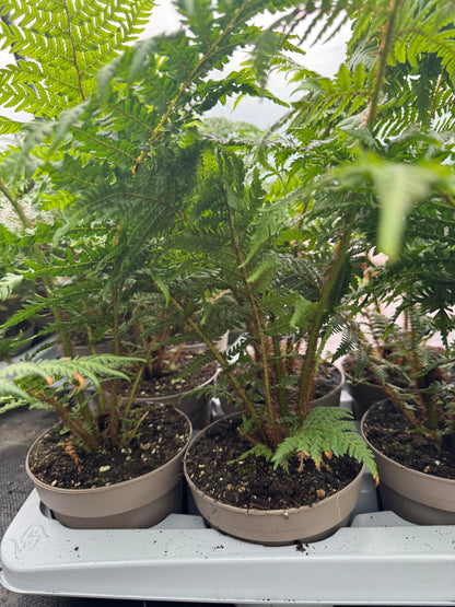 Small Cyathea cooperi – Tree fern