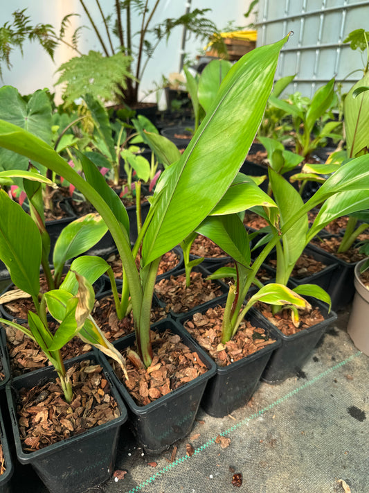 Ensete ventricosum 'Montbeliardii