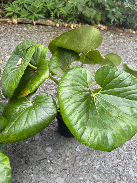 Farfugium japonicum ‘Gigantea’