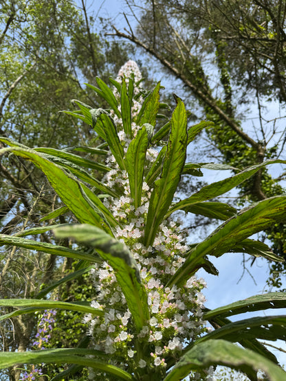 Echium Pininana (Snow Tower)