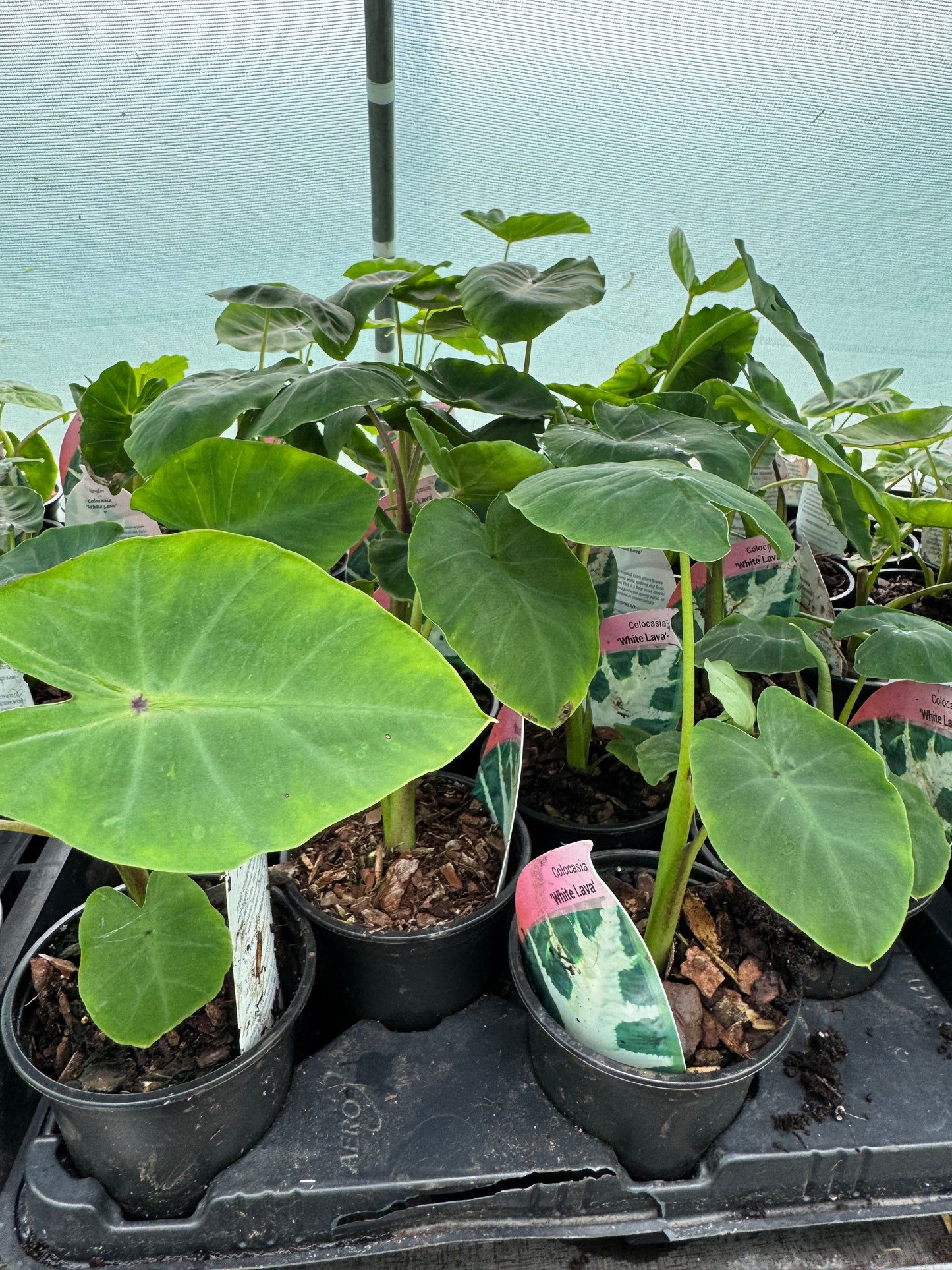 Colocasia 'White Lava'
