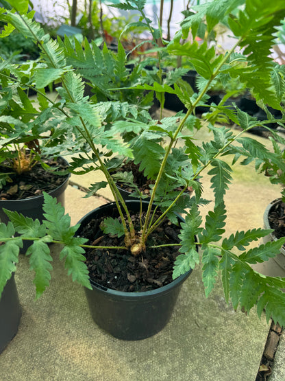 Woodwardia fimbriata 2 litre pot