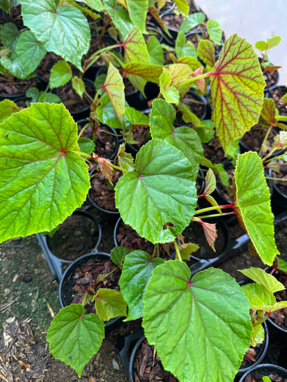 Begonia grandis Subs. Evansiana Alba