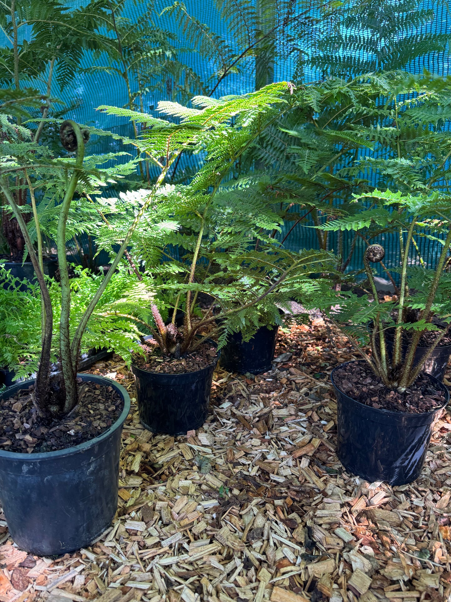 Cyathea medullaris large