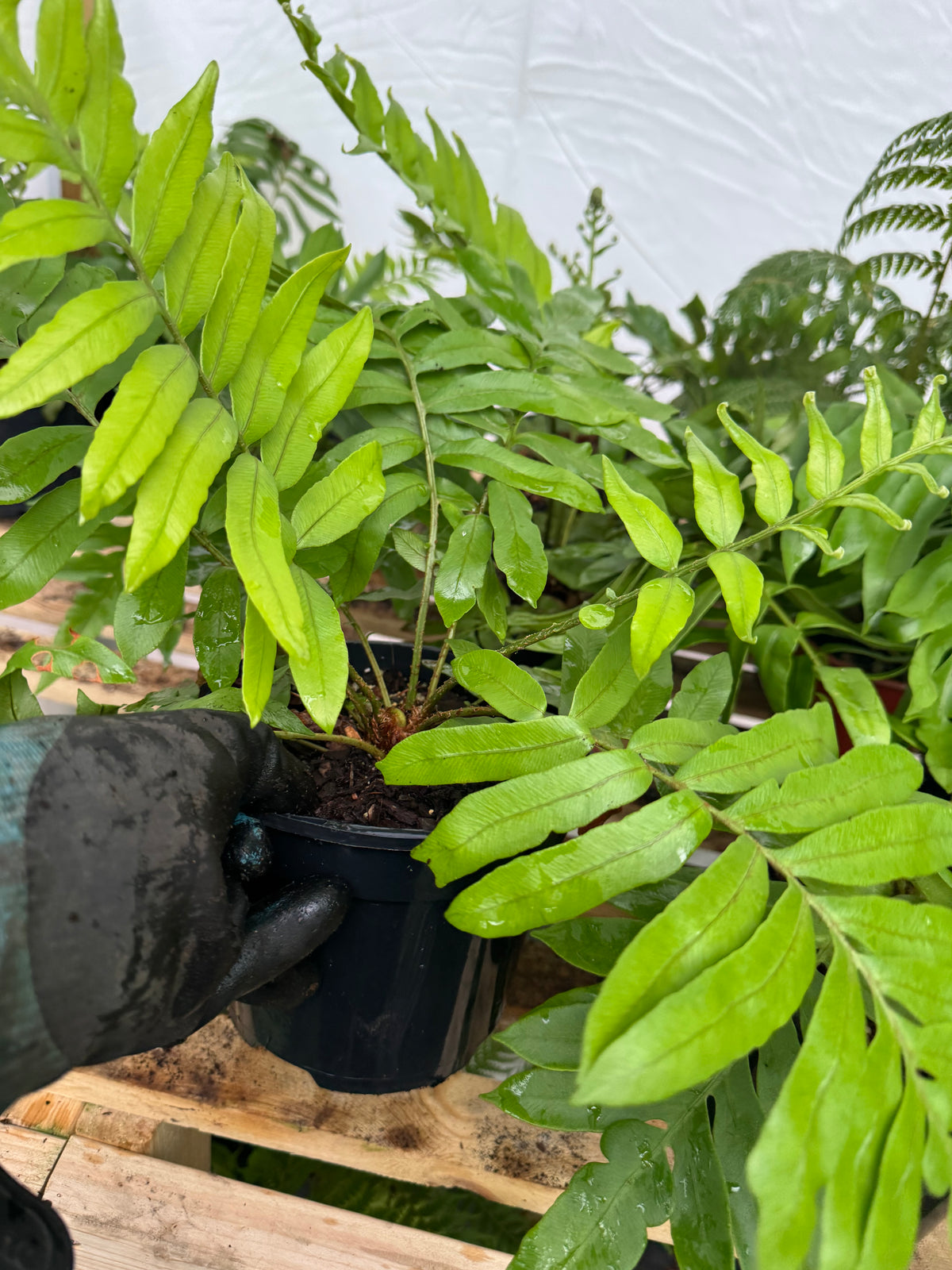Blechnum tabulare – The Table Fern large pot
