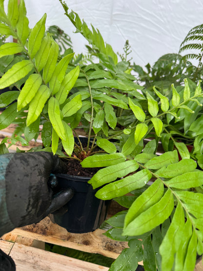Blechnum tabulare – The Table Fern large pot