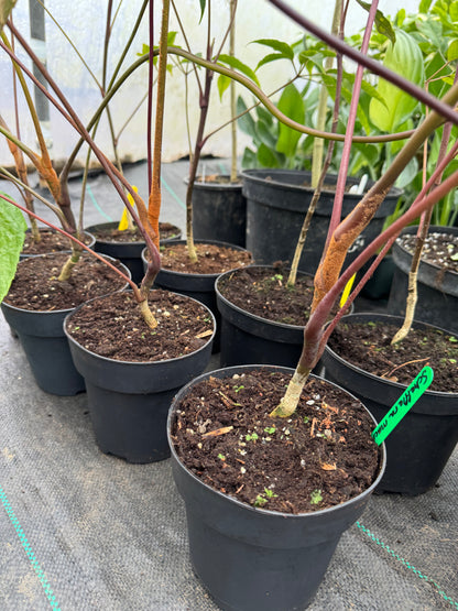 Schefflera macrophylla