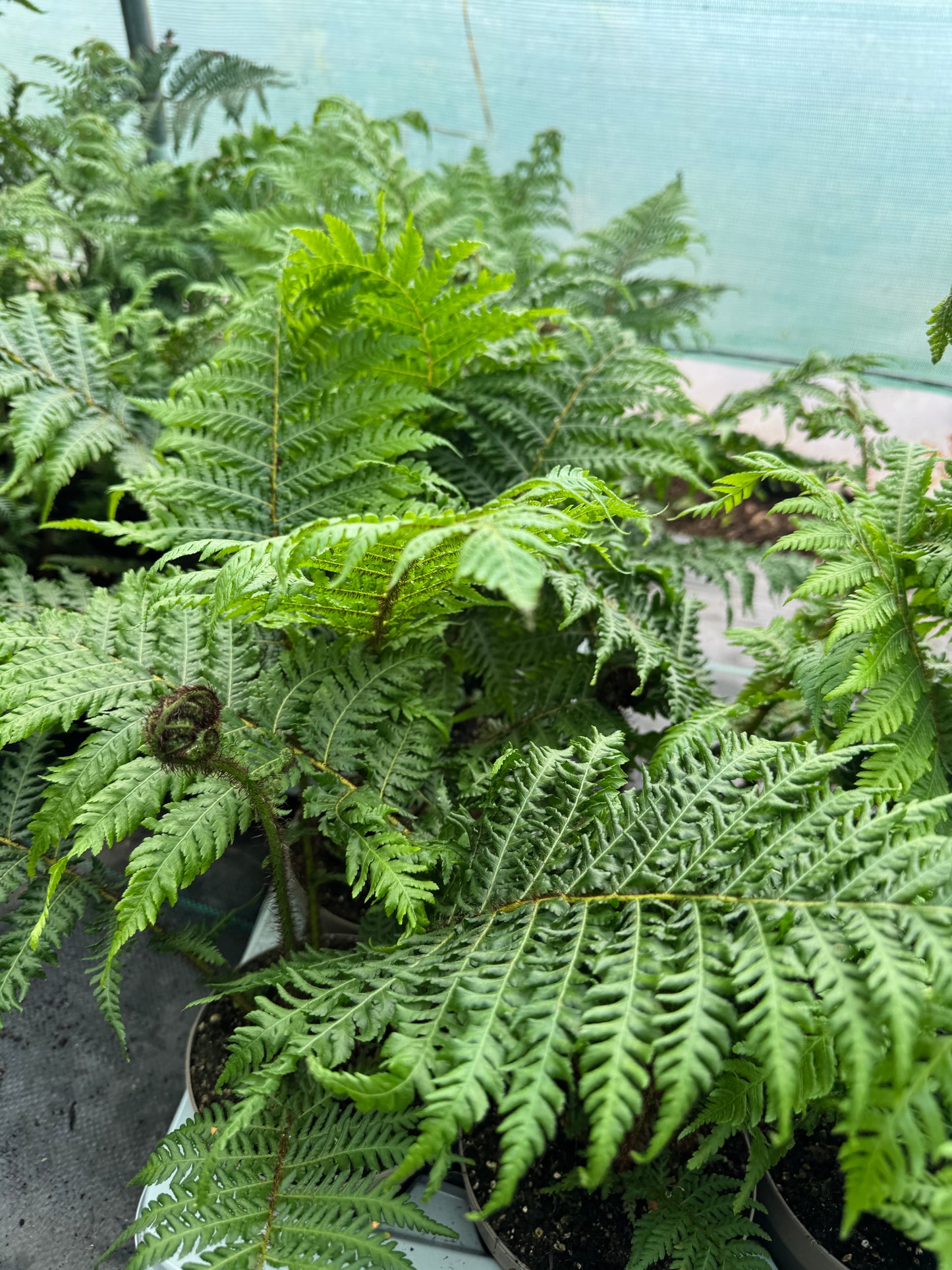 Small Cyathea cooperi – Tree fern