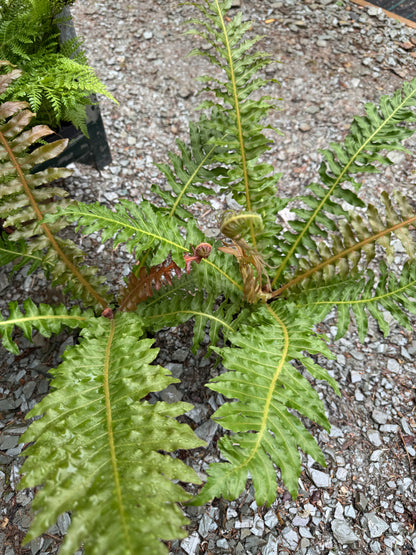 Blechnum brasiliense 'Volcano'
