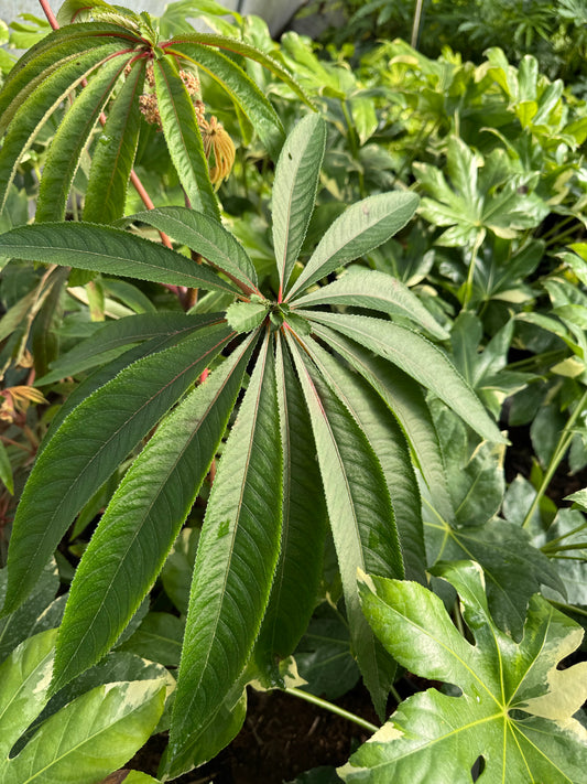 Begonia luxurians