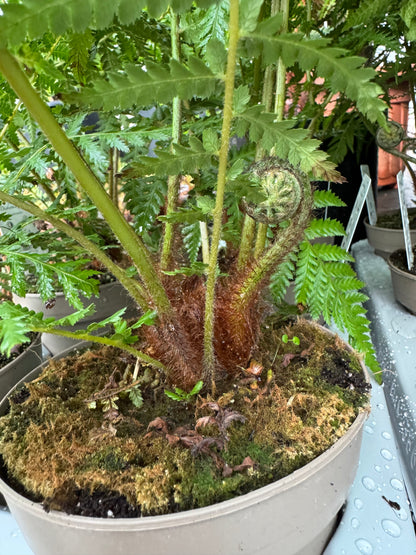 Dicksonia antarctica ( mini trunks )