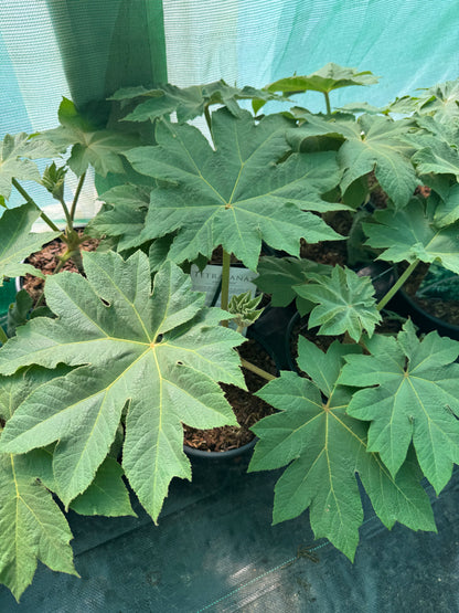 Tetrapanax papyrifer large