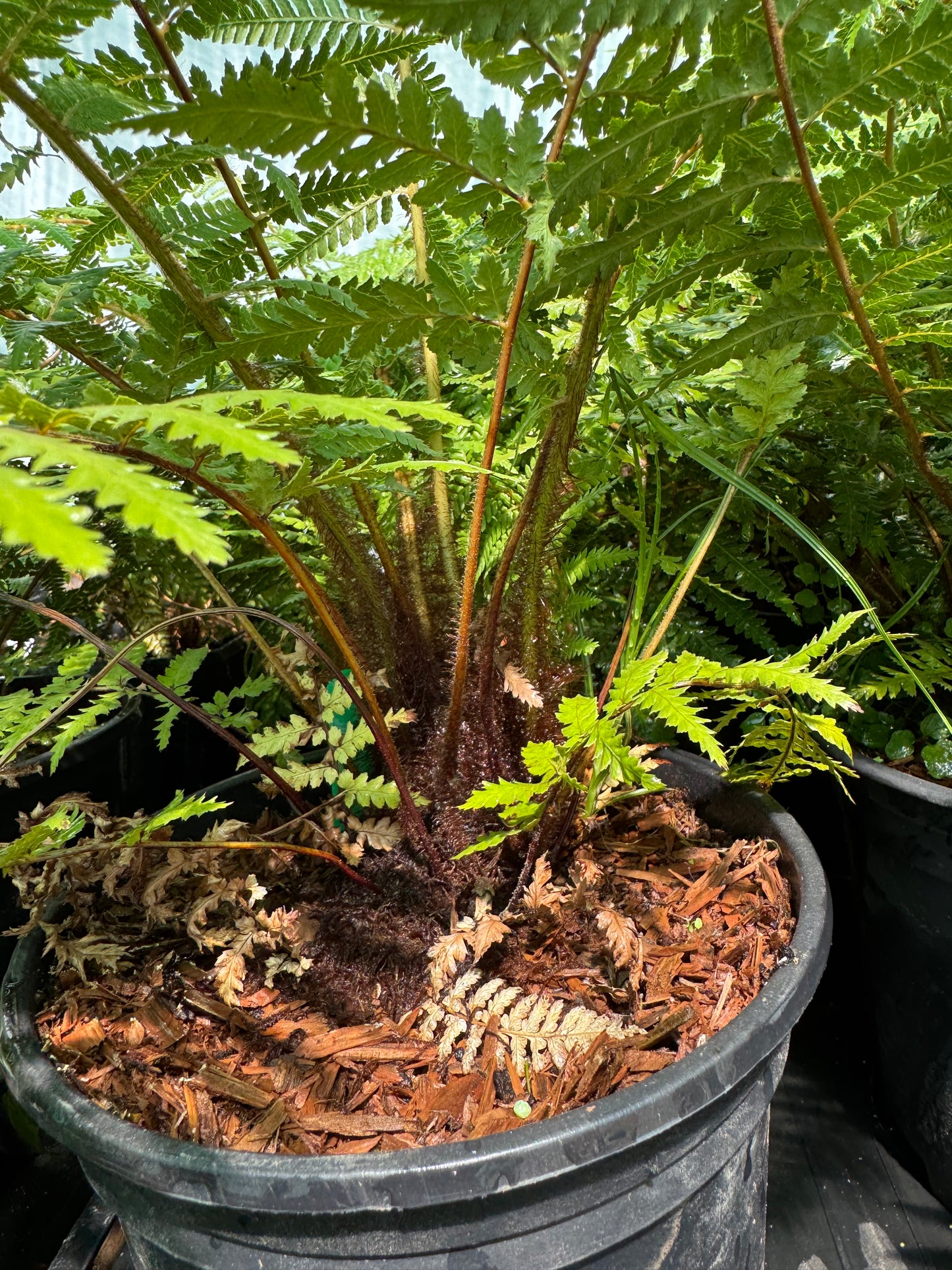 Dicksonia fibrosa Tree fern large