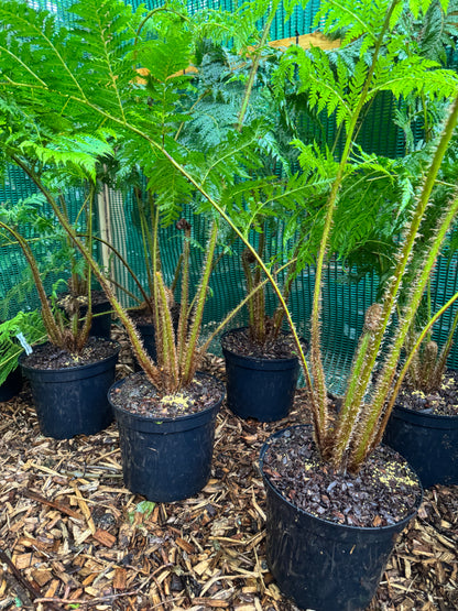 Cyathea cooperi sp dwarf red large