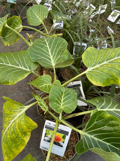 Dendroseris littoralis - The Cabbage Tree