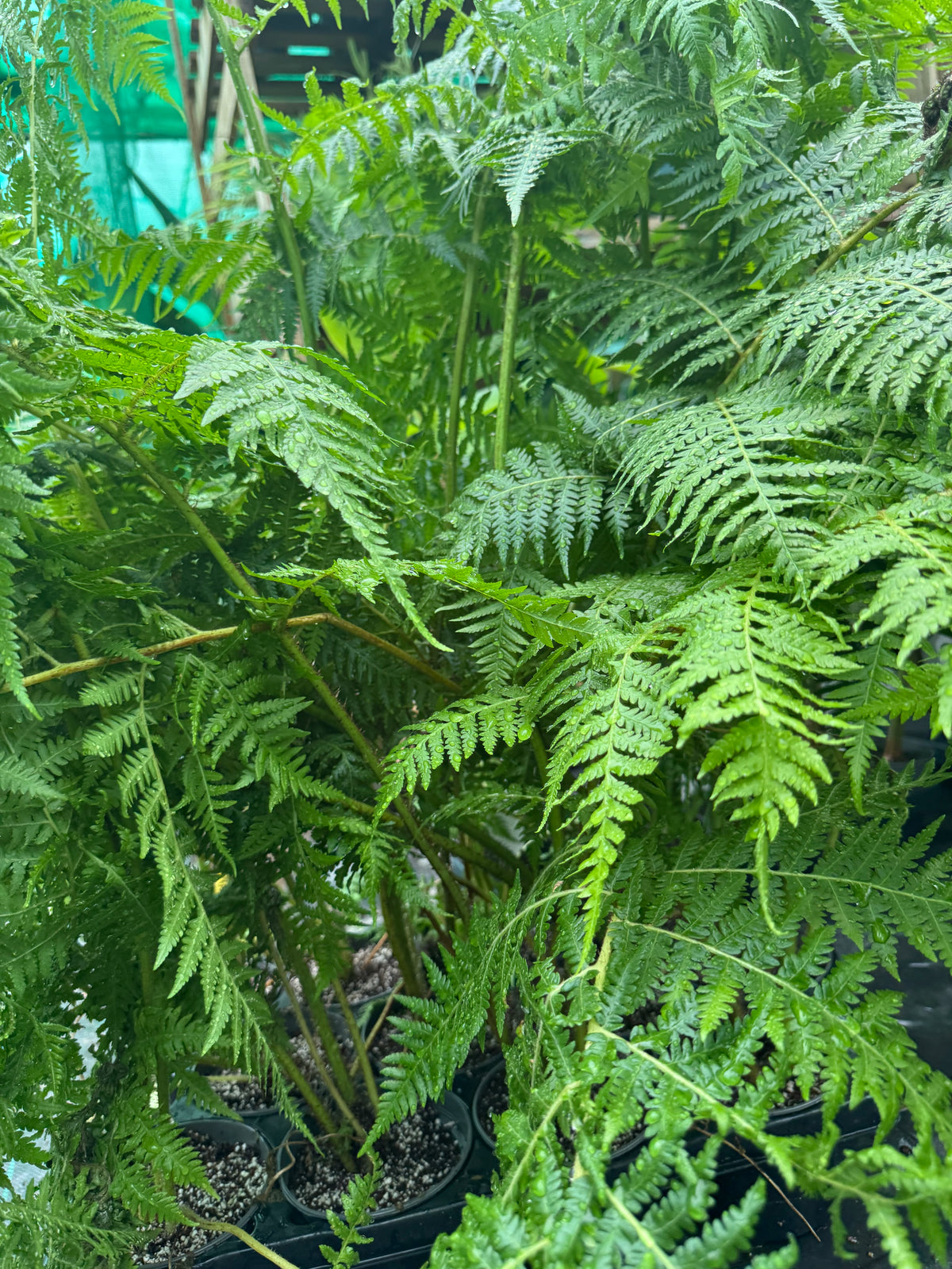 Cyathea milnei (Alsophila milnei)