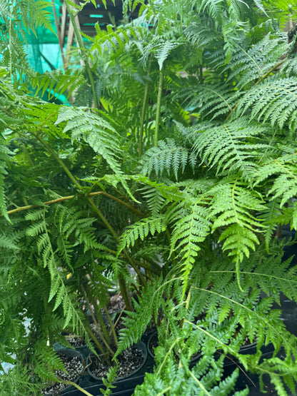 Cyathea milnei (Alsophila milnei)