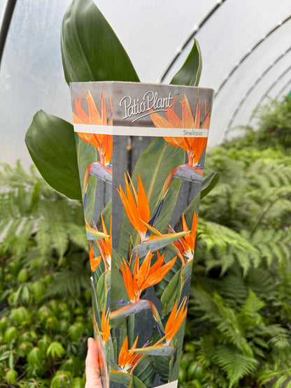 Strelitzia reginae | Bird of Paradise