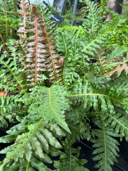 Blechnum brasiliense 'Volcano'