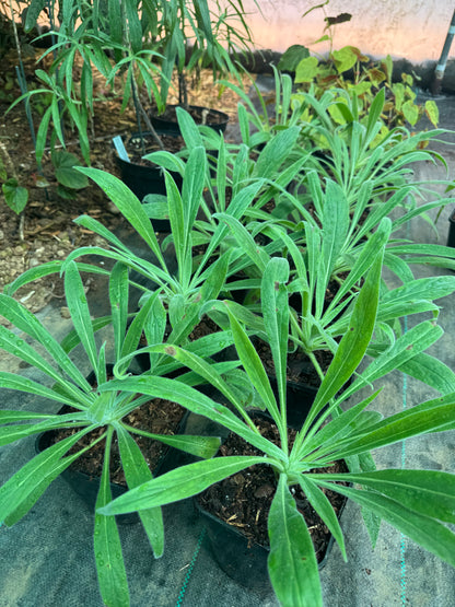 Echium Wildpretii large