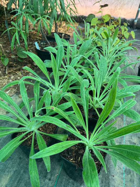 Echium Wildpretii large