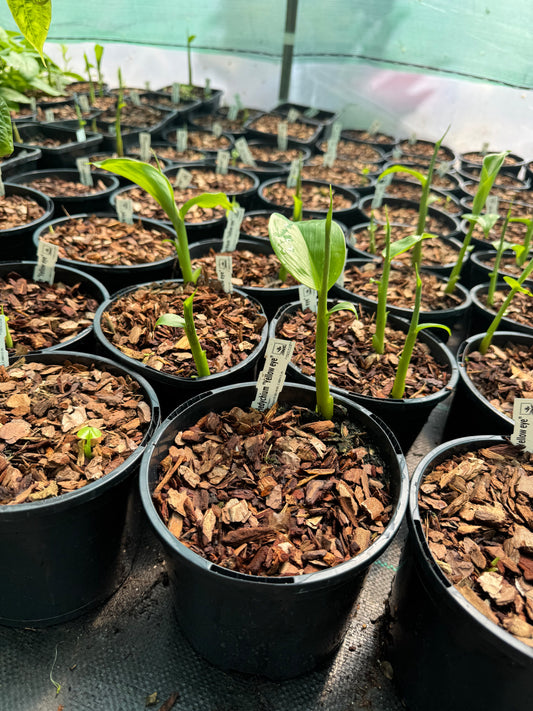 Hedychium "Yellow Eye"