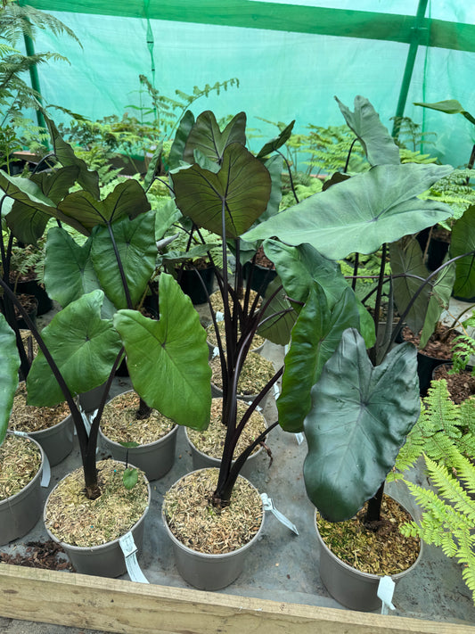 Colocasia esculenta 'Black Stem' - Dark Elephant Ears