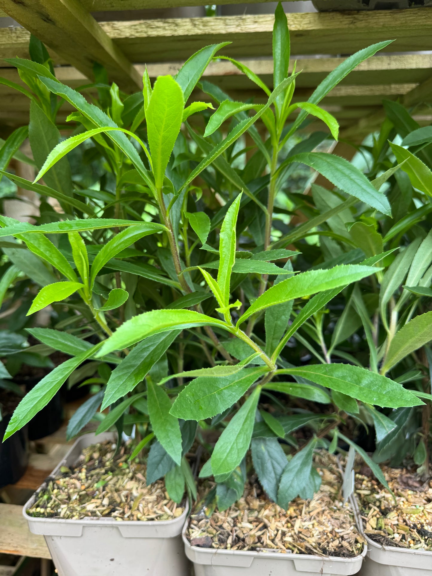 Isoplexis Canariensis large