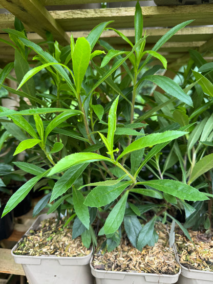 Isoplexis Canariensis large