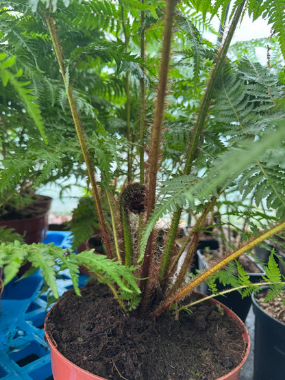 Large Cyathea cooperi – Tree fern