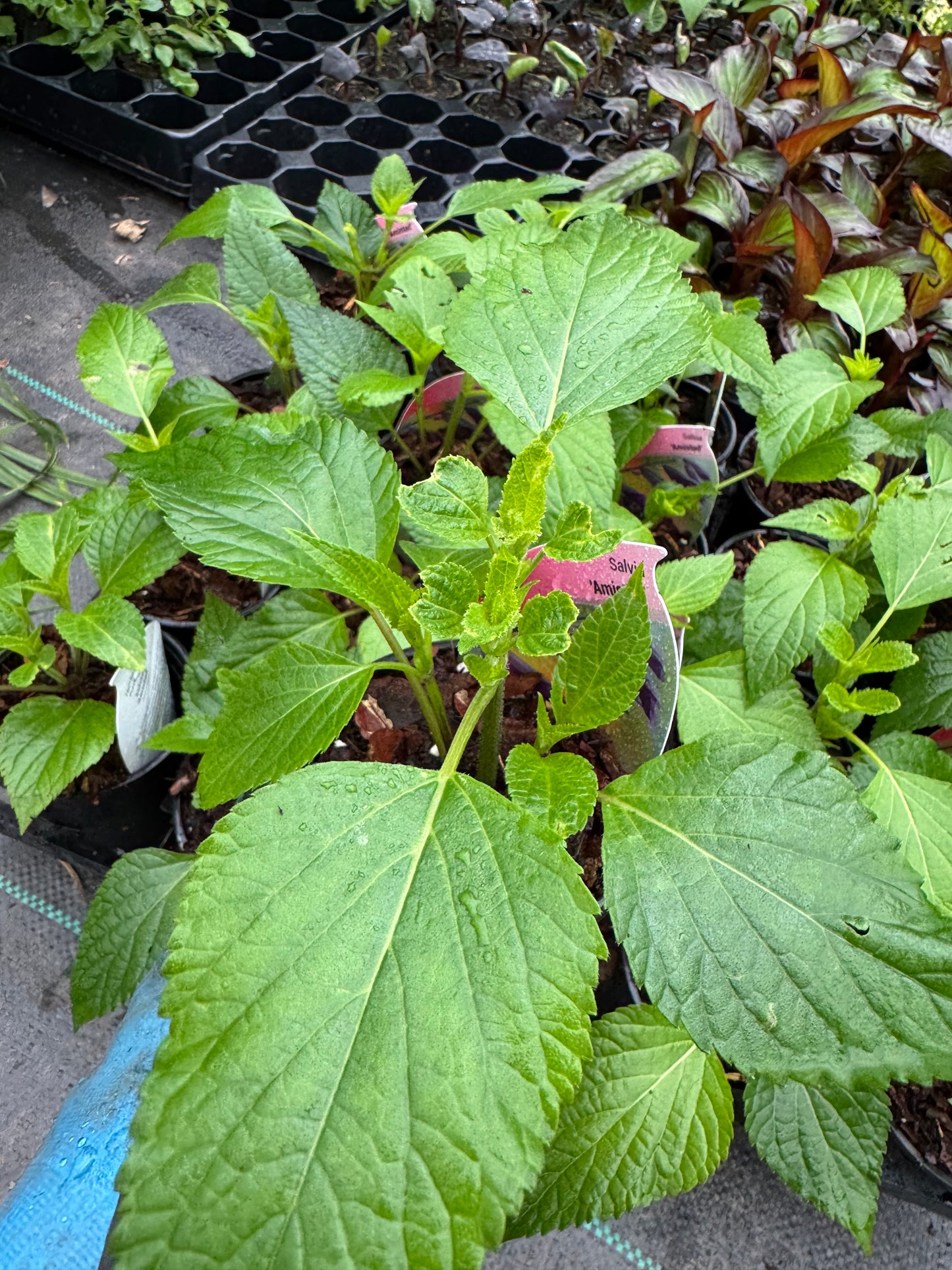 Salvia 'Amistad'