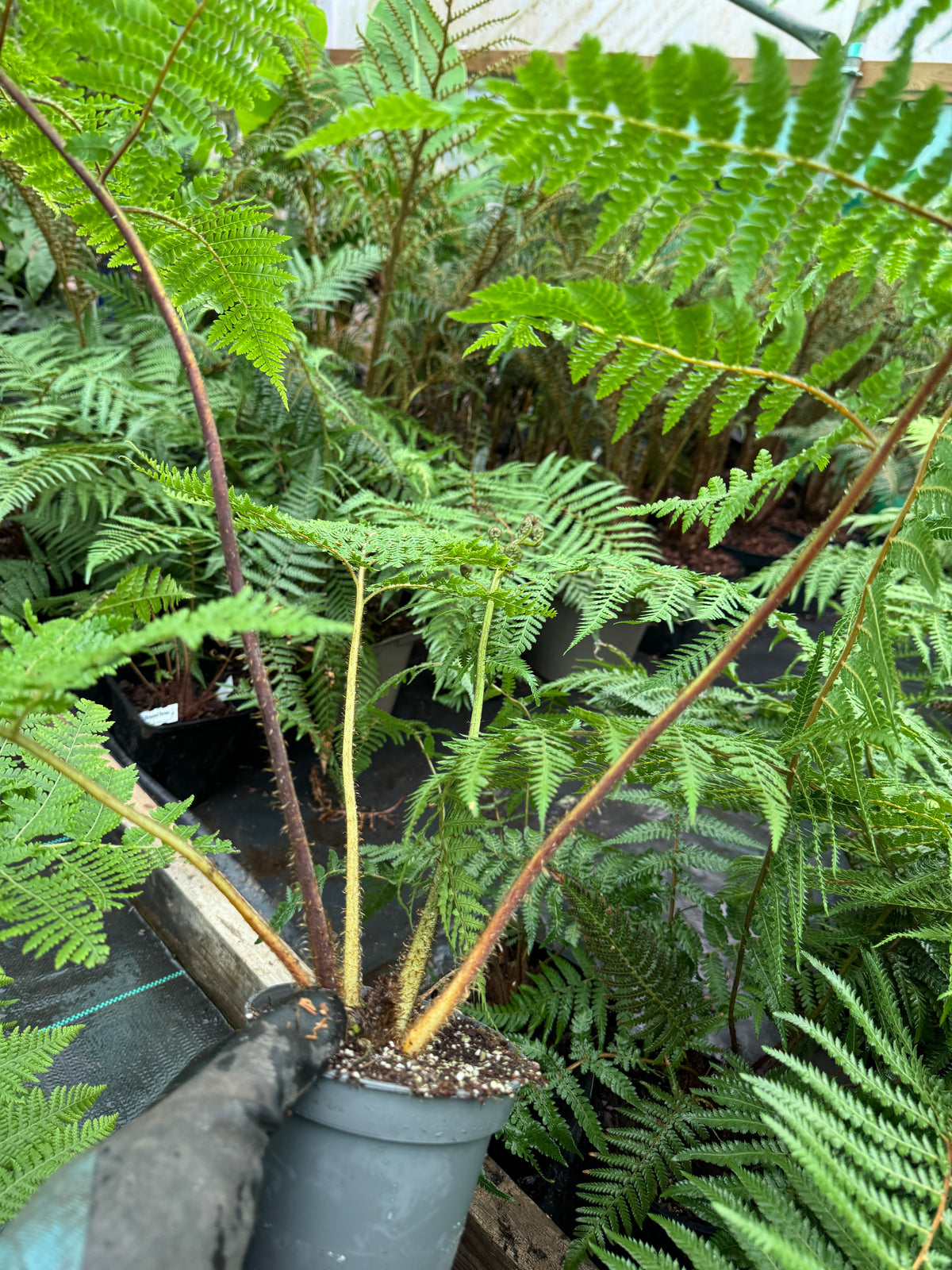 Cyathea medullaris 12cm pot