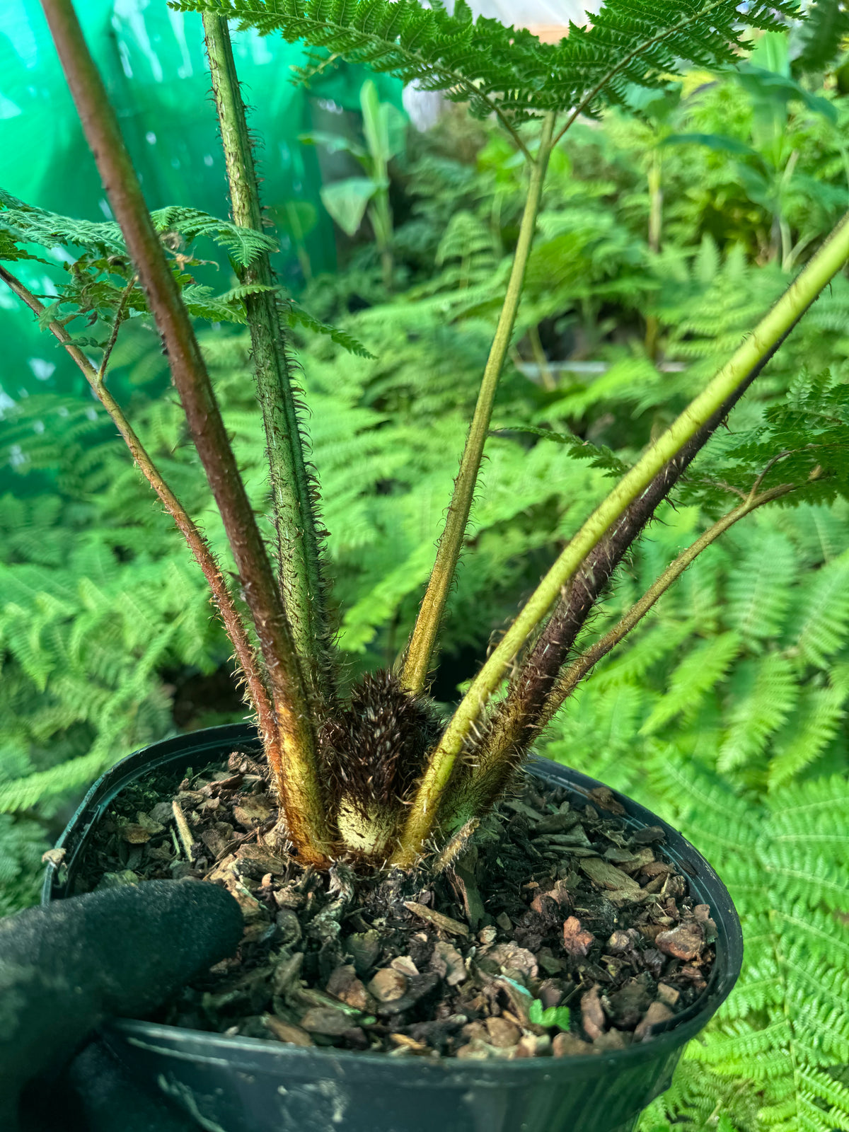 Cyathea medullaris large