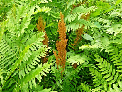 Osmunda regalis-Royal fern