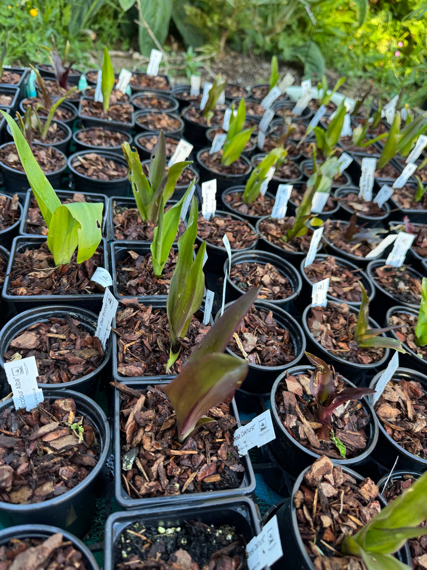 Eucomis lucky dip!