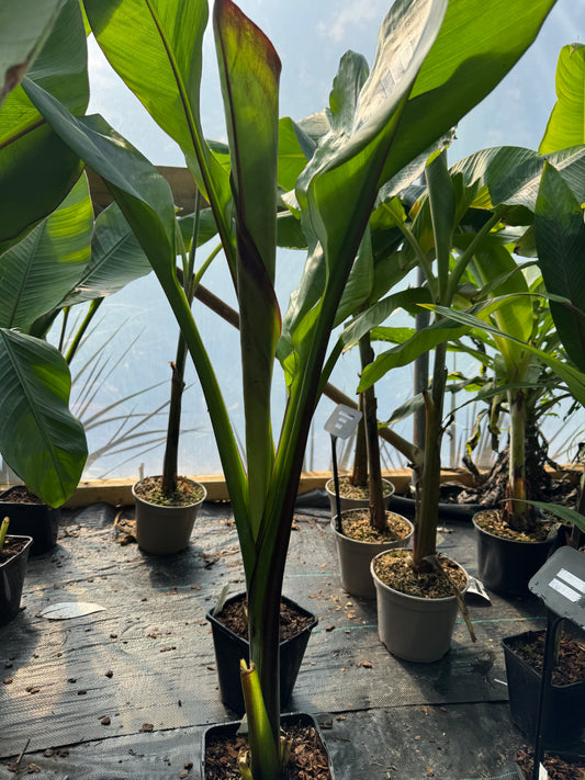 Ensete ventricosum 'Montbeliardii Large