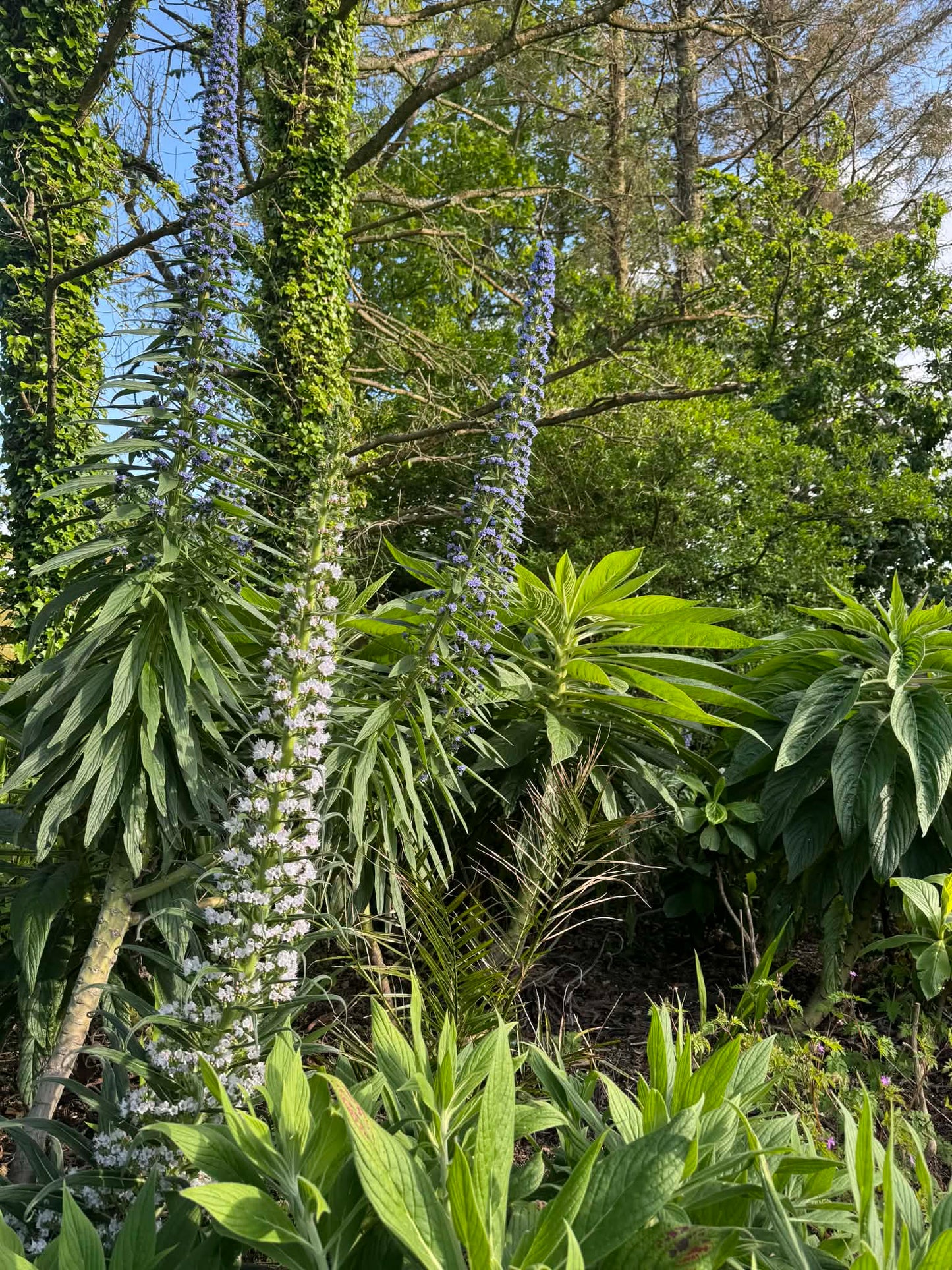 Echium Pininana (Snow Tower)