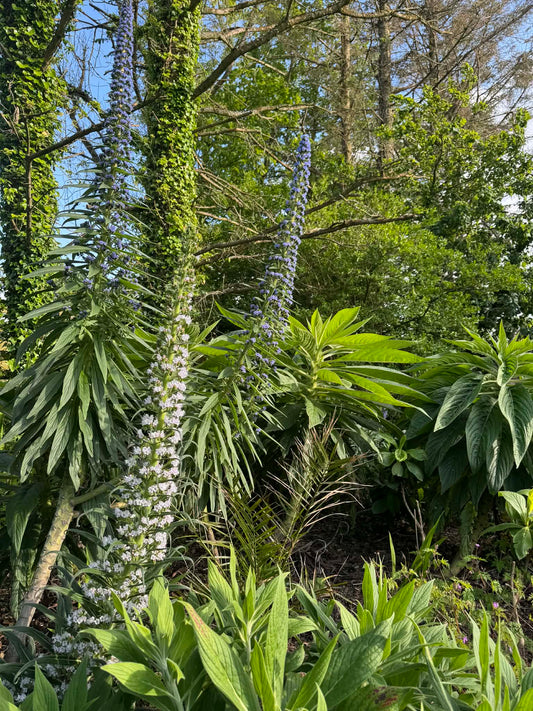 Echium Pininana (Snow Tower)