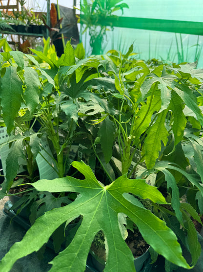 A cluster of leafy green plants with large, multi-forked palmate leaves growing in dark pots, photographed in a greenhouse or nursery setting with a green netting background.