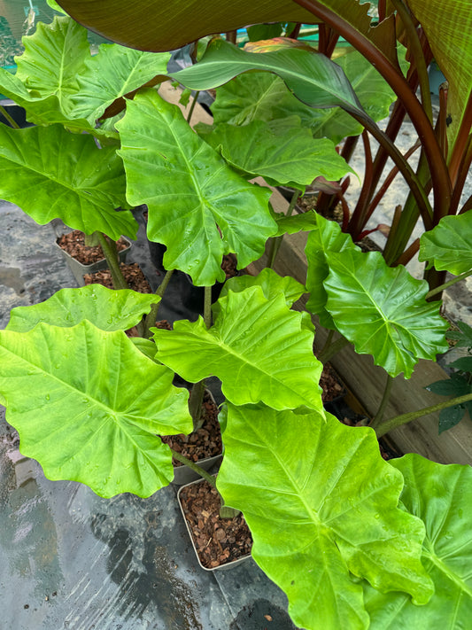 Alocasia x portodora