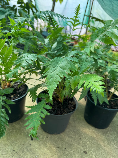 Woodwardia fimbriata 2 litre pot