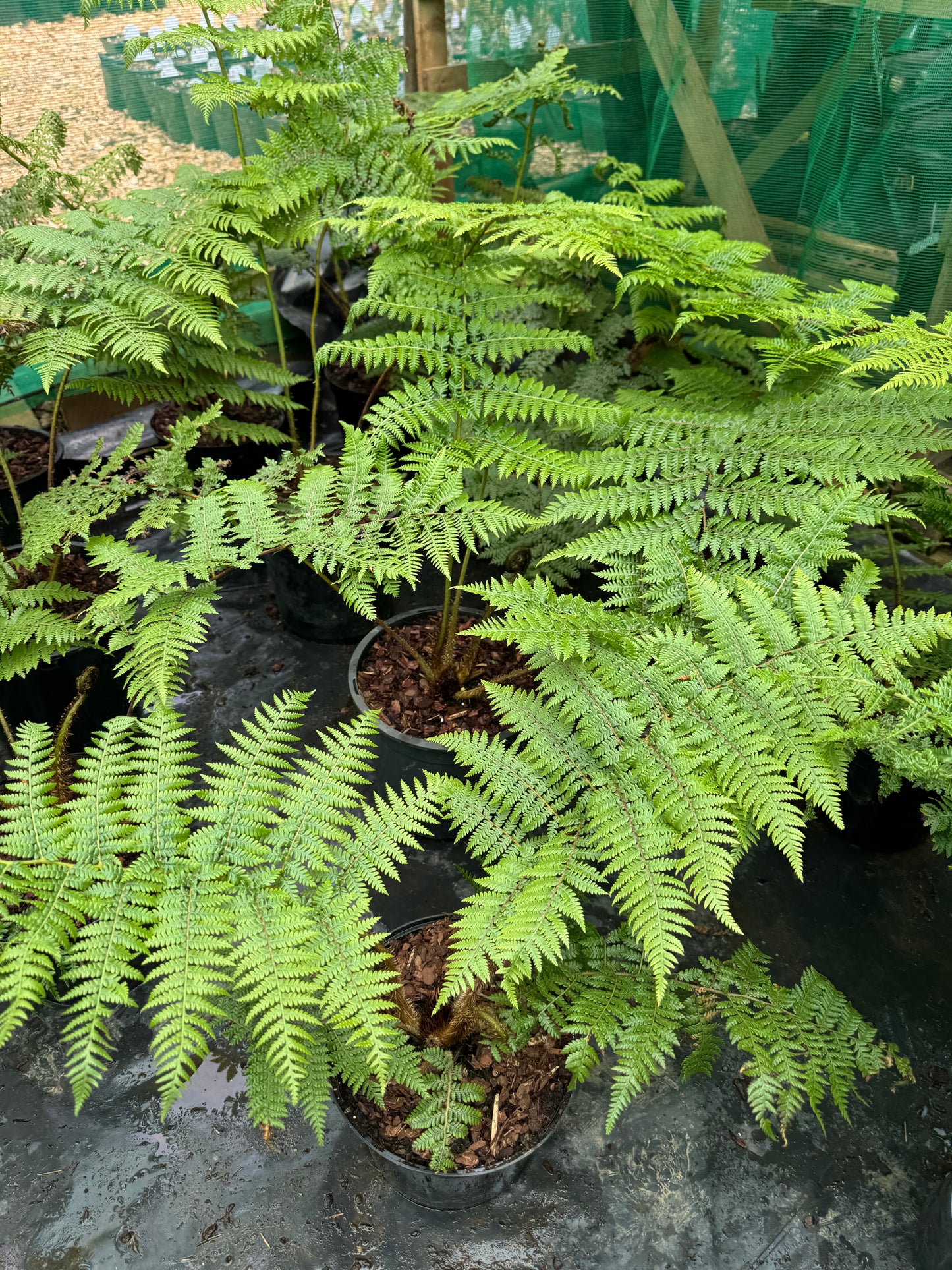 Cyathea medullaris large