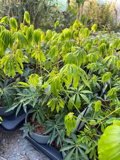 Schefflera taiwaniana (Heptapleurum taiwanianum)