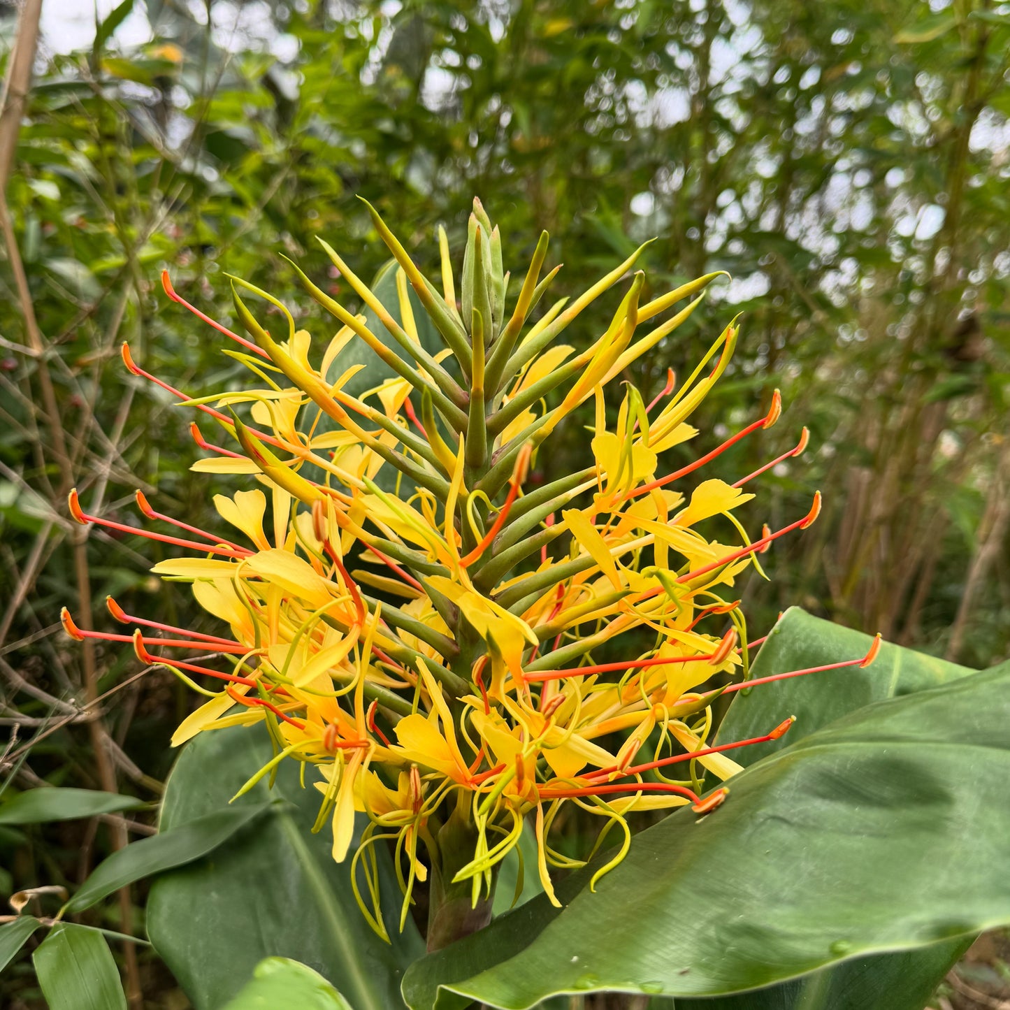 Hedychium gardnerianum