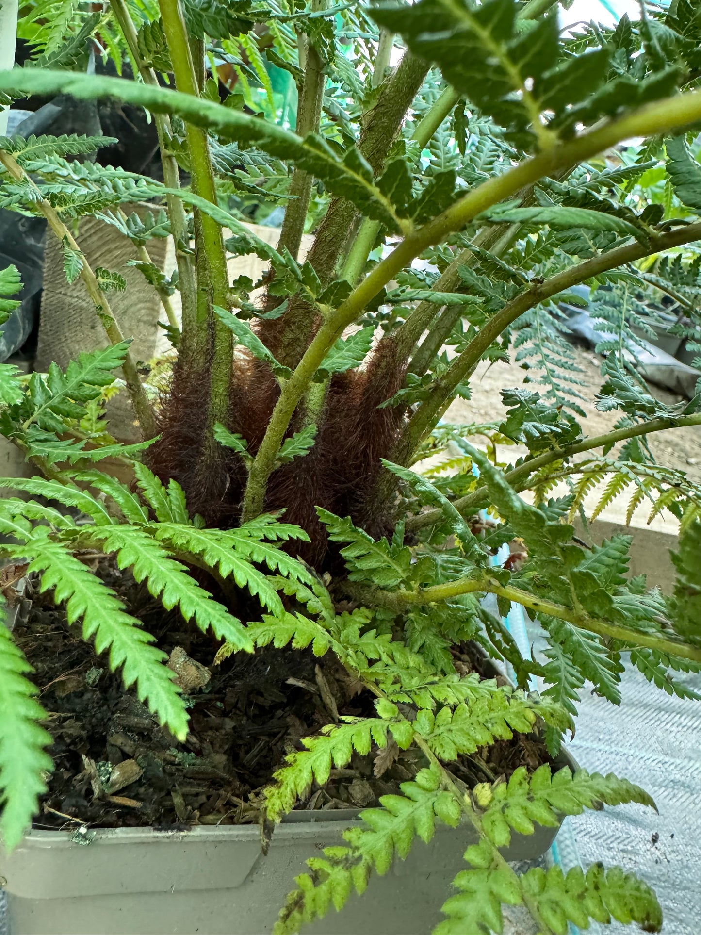 Dicksonia fibrosa Tree fern medium