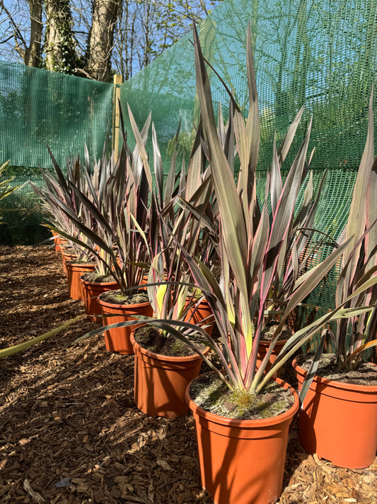 Phormium tenax 'Pink Stripe'