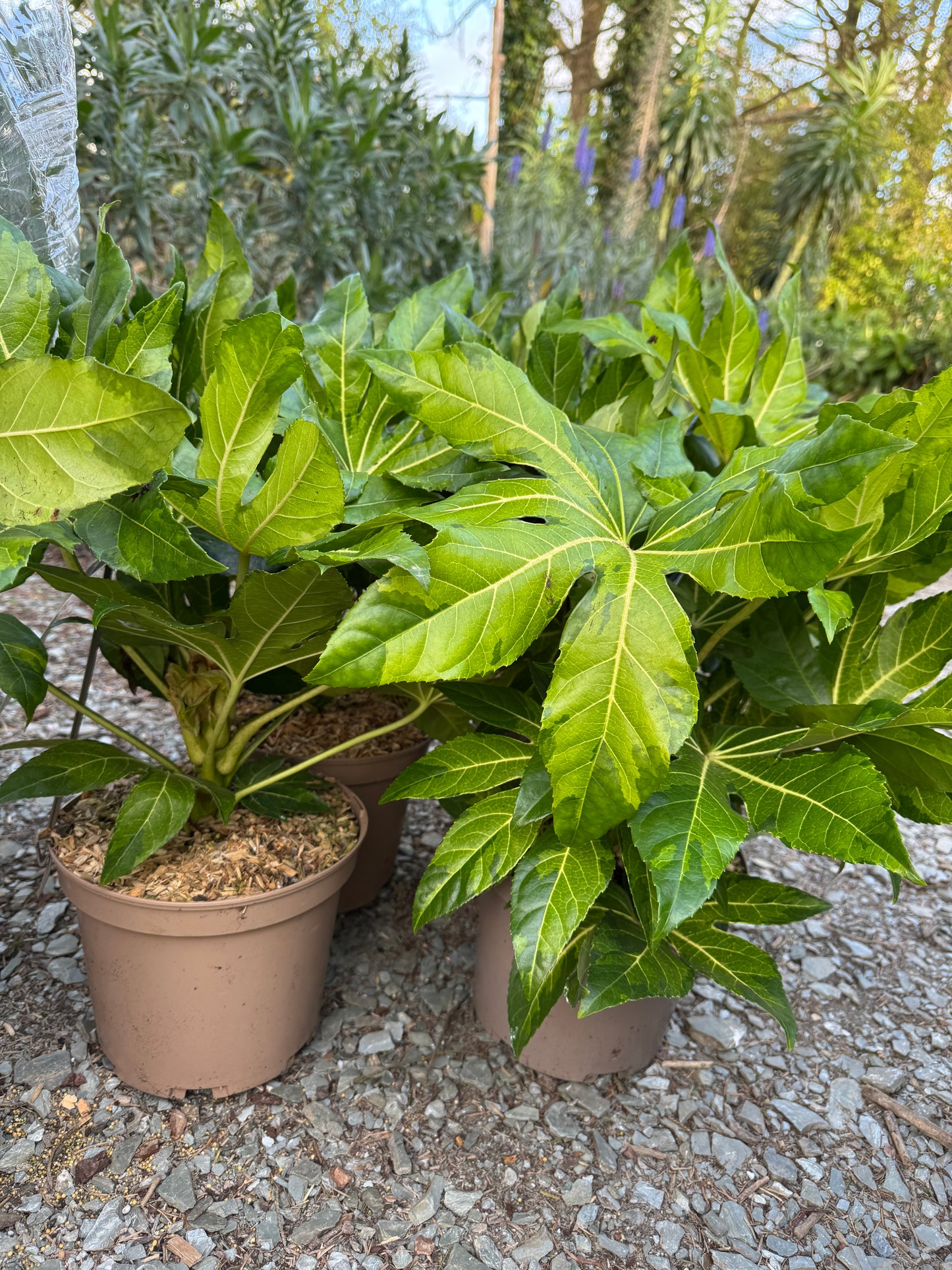 Fatsia Japonica Camouflage large