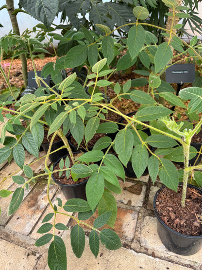 Aralia vietnamensis