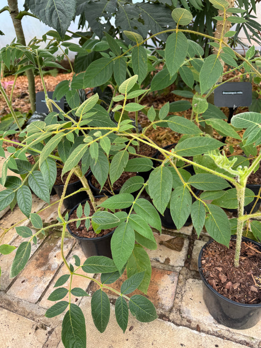 Aralia vietnamensis