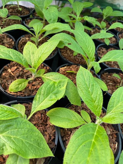 Echium Pininana (Pink Fountain)